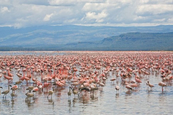 Lesser and Greater Flamingos, Lake Nakuru National Park, Kenya.jpg